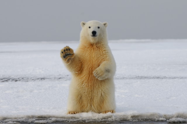 ours polaire sur banquise